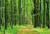 CSFOTO 5x3ft Background Green Forest Photography Backdrop Woods Groves Summer Spring Natural Scenery Fresh Grass Greenery Hiking Holiday Vacation Tour Photo Studio Props Polyester Wallpaper