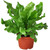 Bird's Nest Nidus Fern | Asplenium Nidus | Live Plant for Indoor | Different Houseplants in 4'' & 6'' Pot | Real House Plant Decor for Living Room, Office, Desk & Bathroom