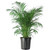 American Plant Exchange Areca Palm Tree Live Plant, 10" Pot, Air Purifying Indoor Houseplant