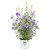Proven Winners Paraplu Violet Hibiscus, 2 Gallon, Purple Proven Winners Paraplu Violet Hibiscus, 2 Gallon, Purple