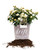 PERFECT PLANTS Popcorn Drift Rose Live Plant, 3 Gallon, Includes Care Guide