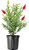 Red Bottlebrush Tree | Large Gallon Size Container | Callistemon Citrinus Red Cluster