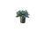 Blue Daze | 1 Large Gallon Size Plant | Evolvulus Glomerata | Low Maintenance Drought Tolerant Blooming Groundcover