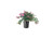 Loropetalum Ruby | 1 Large Gallon Size Plant | Chinese Fringe Flower | Evergreen Flowering Shrub