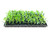 Oleander Petite Pink | 10 Live Plants | Nerium | Compact Dwarf Evergreen Shrub