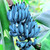1 Blue Java Banana Tree Live Plant for Growing 5 to 8 inches Height, Ice Cream Banana Plant Live Banana Fruits