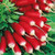 Radish Seed,French Breakfast, Heirloom, Non GMO, 25+ Seeds, Radishes