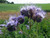25+ Lacy Phacelia Flower Seeds, Country Creek LLC, Purple Tansy, Phacelia Tanacetifolia, 25+ Lacy Phacelia Flower Seeds, Country Creek LLC, Purple Tansy, Phacelia Tanacetifolia,