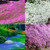 400+ Mixed Creeping Thyme Seeds Beautiful Ground Cover Plants Easy to Plant and Grow Perennial Flower Landscaping Seeds