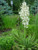 10 Yucca Plant Seeds