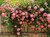 5 PINK CLIMBING ROSE Rosa Bush Vine Climber Fragrant Butterfly Flower Seeds