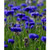 Bachelor Button, Tall Blue Seeds, 200 Seeds, Beautiful Bright Blue Colored Blooms.