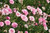Bachelor Button, Tall Pink Seeds, 200 Seeds, Beautiful Bright Pink Colored Blooms.