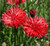 Bachelor Button, Tall Red Seeds, 200 Seeds, Beautiful Bright Red Colored Blooms.