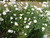 Bachelor Button, Tall White Seeds, 200 Seeds, Beautiful White Colored Blooms.