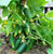 RAISE ME UP: Seeds Cucumber Bush Gift 40 Days for Pickling Indoor Non GMO Heirloom