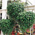 Outsidepride Dichondra Emerald Falls Spreading Ground Cover, Container, Hanging Basket Plant - 15 Seeds