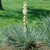 Outsidepride Perennial Drought Tolerant Yucca Glauca Soapweed Garden Plant Seeds - 50 Seeds