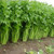 1000 Celery Seeds Tall Utah 52-70 Heirloom - Non-GMO - Always Fresh Seeds! - Planting Seeds for Home Vegetable Garden