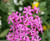 10,000 Catchfly Silene armeria Flower Seeds