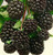 100 BLACKBERRY Fruit Bush Rubus Seeds