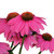 Burpee PowWow Wild Berry Echinacea Seeds 10 seeds
