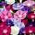 Morning Glory Multicolor Seed Mix Ipomoea 30+ Non-GMO Seeds for Planting