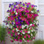 Garden Plant Seed Petunia Seeds 2000+ Trailing Petunia Colourful Mix Seeds Hanging Basket Window Box Planter Flower