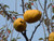 20 Chinese Quince Fruit Tree Chaenomeles Sinensis Fruit Flower Seeds Thornless