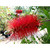 40 Crimson BOTTLEBRUSH Callistemon Citrinus Flowering Shrub Bush Small Tree Seeds