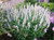 50+ Pure White Agastache Hyssop Lemon Scented Flower Seeds / Perennial