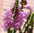 50 PINK SHOWY OBEDIENT PLANT (False Dragon Head) Physostegia Virgiana Flower Seeds