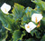 Rare 100 Pcs White Calla Lily Seeds Bonsai Potted Plant Perennial Flowers