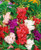 NIKA SEEDS - Flowers Balsam Garden Mix Annual - 50 Seeds