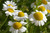 RAISE ME UP: Seeds German Chamomile Non GMO Heirloom 2500 Seeds