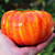 RAISE ME UP: Seeds Rainbow Beefsteak Tomato Variety from Minnesota Giant Indeterminate Non GMO Heirloom