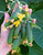 RAISE ME UP: Seeds Cucumber Envy of The Neighbors F1 for Pickling Open-Pollinated Non GMO