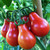 RAISE ME UP: Seeds Red Pear-Shaped Tomato Indeterminate Non GMO Heirloom