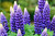 RAISE ME UP: Seeds Blue Lupine King Canute Perennial Flowers