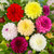 RAISE ME UP: Seeds Dahlia Double Mix Annual Flowers