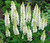 RAISE ME UP: Seeds White Lupine Polar Princes Perennial Flowers