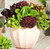RAISE ME UP: Seeds Indoor Lettuce Mix Balcony Non GMO Heirloom