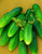 RAISE ME UP: Seeds Self-Pollinated Cucumber Firm Secret F1 for Pickling Non GMO