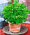 RAISE ME UP: Seeds Indoor Parsley Container Pots Balcony Non GMO Heirloom 2000 Seeds