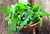 FUN AND GROW SEEDS: Seeds Astro Arugula Non GMO Heirloom