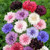 FUN AND GROW SEEDS: Seeds Bachelor's Button Cornflower Double Mix Annual Flowers