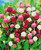 FUN AND GROW SEEDS: Seeds Globe Amaranth Mix Gomphrena Annual Flowers