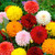 FUN AND GROW SEEDS: Seeds Dahlia Double Mix Annual Flowers