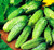 FUN AND GROW SEEDS: Seeds Gherkin Wisconsin Cucumber for Pickling Open-Pollinated Non GMO Heirloom