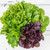 FUN AND GROW SEEDS: Seeds Indoor Lettuce Mix Balcony Non GMO Heirloom